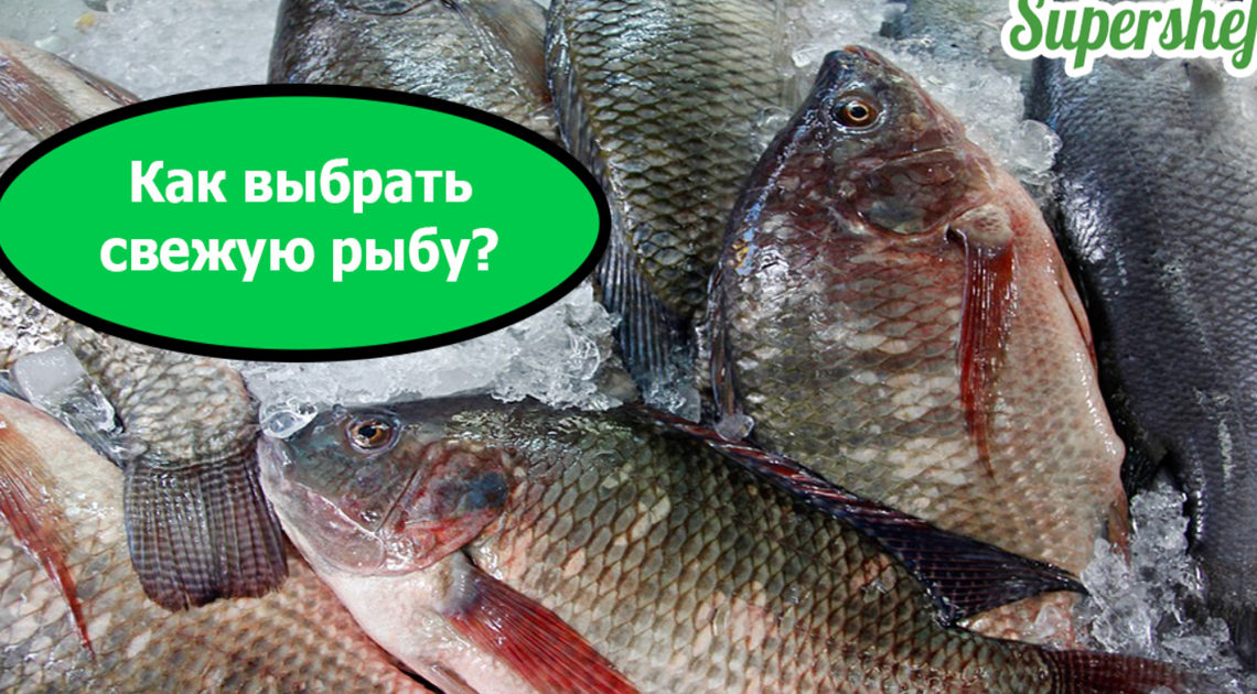 Как выбрать качественную и вкусную рыбу Как выбрать качественную и вкусную рыбу