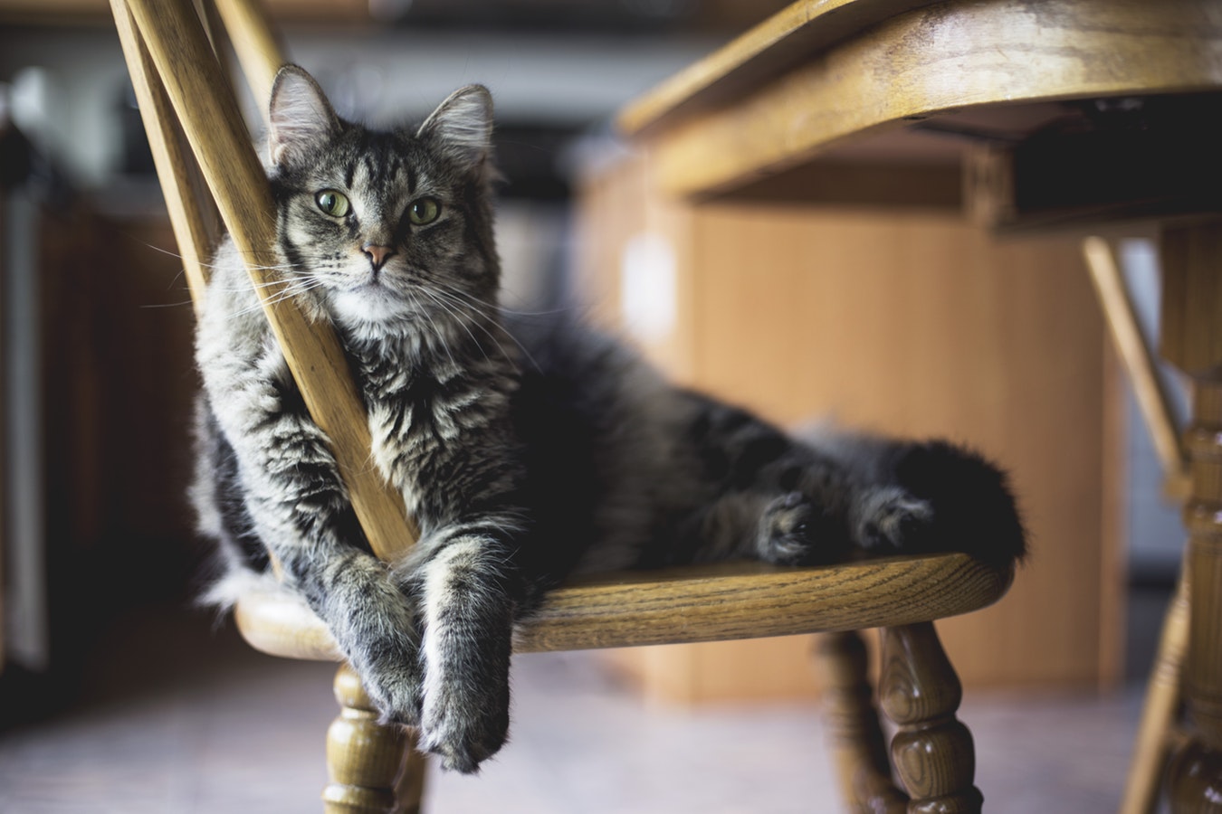 Кошачьи метки в доме: несколько способов избавиться от них