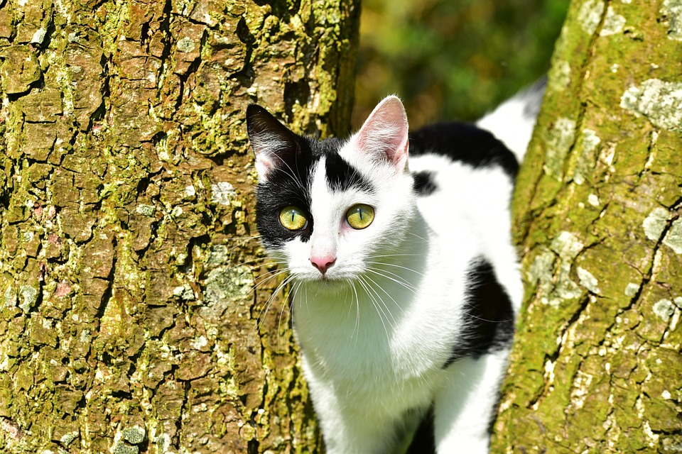 Совет МЧС: как быстро кота с дерева снять