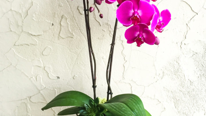 Основные правила, для регулярного цветения орхидеи.