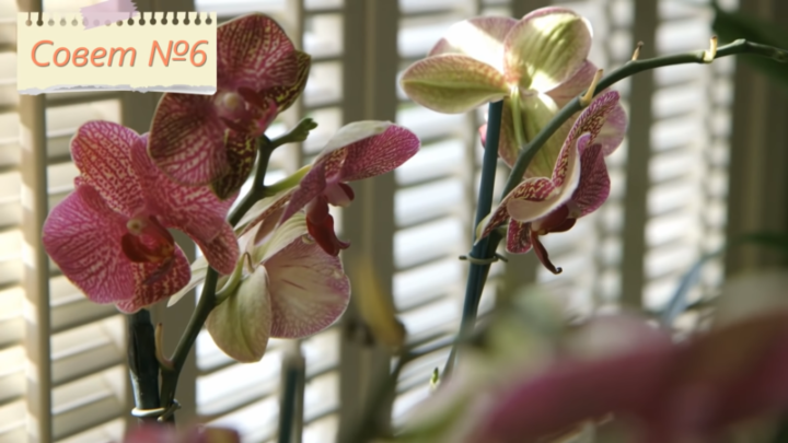 7 правил для того, чтоб орхидея цвела круглый год