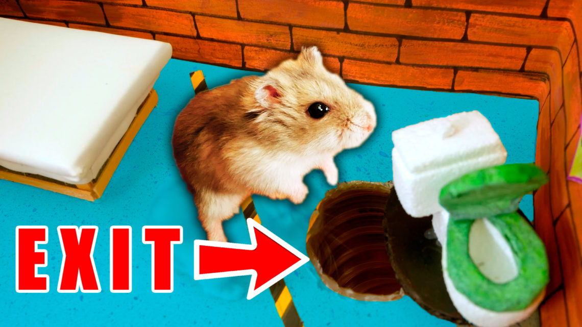 🐹 Hamster Escapes From Prison | The Amazing Maze For Pets In Real Life    🐹