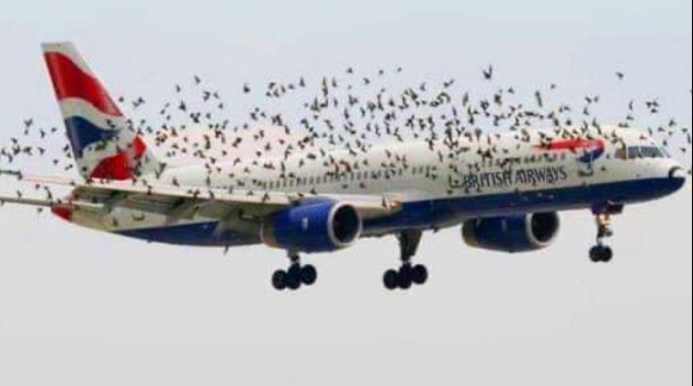 Die emotionale Reaktion des Piloten, als er entdeckte, warum die Vögel nahe am Flugzeug flogen