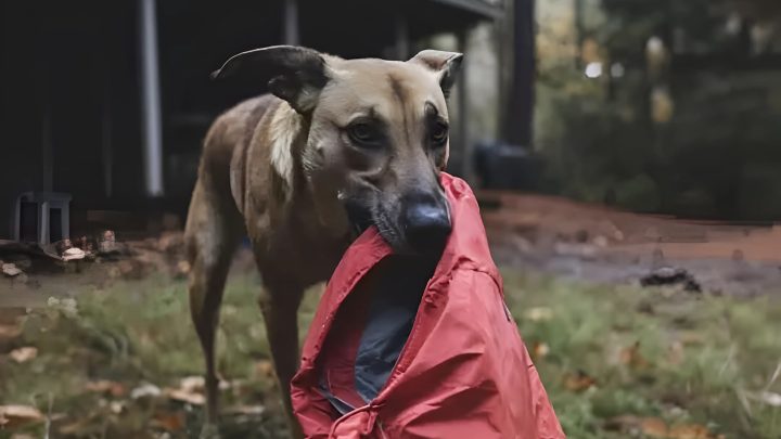 Vier Jahre nach dem Verschwinden meines Mannes fand der Hund die Jacke, die er am Tag seines Verschwindens trug.