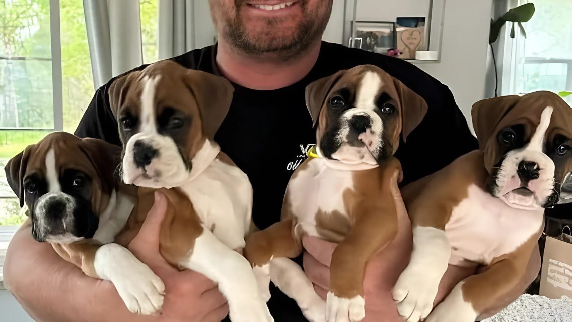 Ich fand vier Boxerwelpen am Straßenrand, und einer von ihnen hatte ein Halsband, was einen großen Unterschied machte. Ich fand vier Boxerwelpen am Straßenrand, und einer von ihnen hatte ein Halsband, was einen großen Unterschied machte.