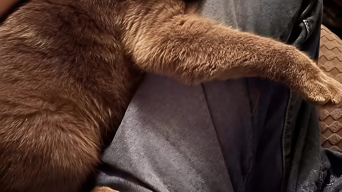 Die unerwartete Übernachtung einer streunenden Katze: Wie ein Sturm Sam in mein Haus und in mein Herz brachte Die unerwartete Übernachtung einer streunenden Katze: Wie ein Sturm Sam in mein Haus und in mein Herz brachte