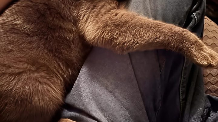 Die unerwartete Übernachtung einer streunenden Katze: Wie ein Sturm Sam in mein Haus und in mein Herz brachte