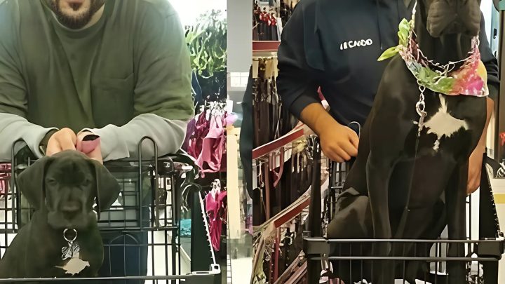 Als Welpe habe ich sie zum Spaß in den Einkaufswagen gesetzt, aber jetzt, ein Jahr später, will sie immer noch nicht in das Geschäft gehen.