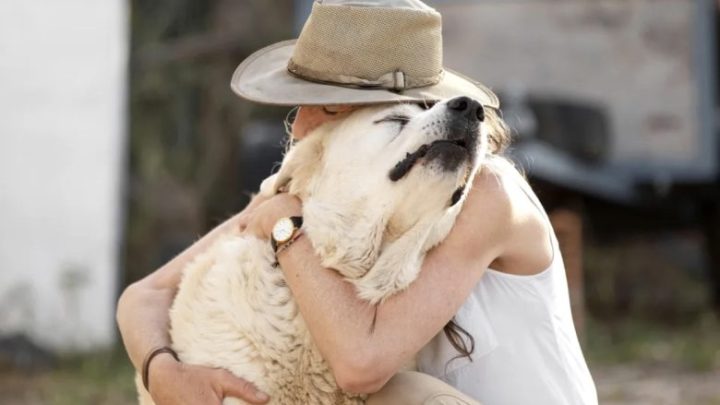 Ein Nachbar hat mir meinen Hund weggenommen, mich belogen und gedacht, ich würde nichts dagegen unternehmen.