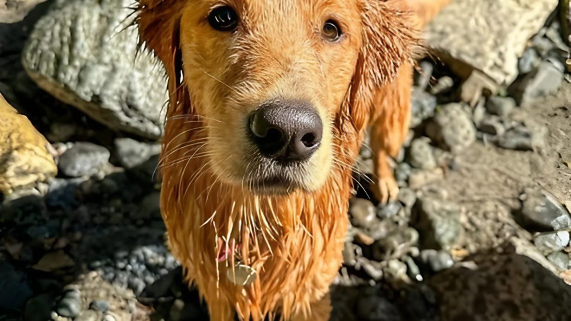 Ich habe eine harte Woche, weil mein Hund etwas im Fluss gefunden hat. Ich habe eine harte Woche, weil mein Hund etwas im Fluss gefunden hat.