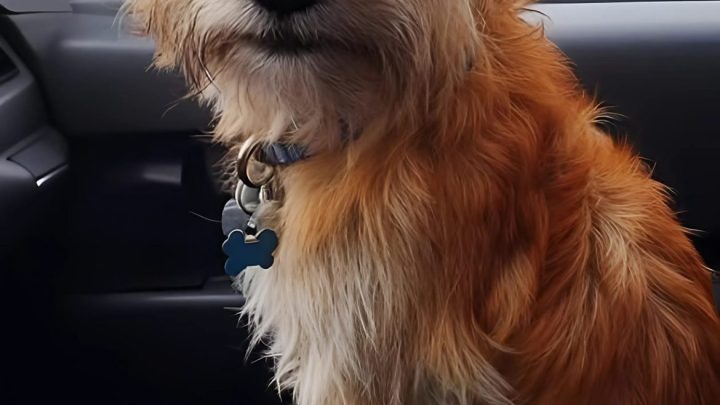 Ich bin ein Trucker, der einen Hund an einer einsamen Tankstelle gerettet hat