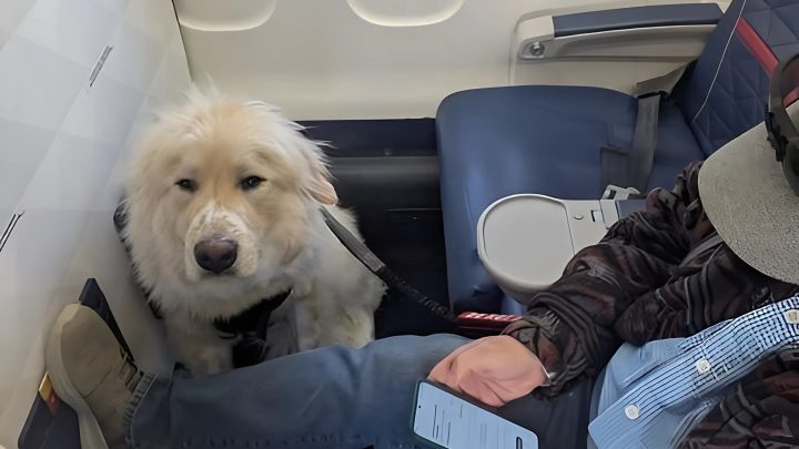 ER WOLLTE MIT NIEMANDEM IM FLUGZEUG SPRECHEN, ABER DANN SETZTE SICH MEIN DIENSTHUND NEBEN IHN.
