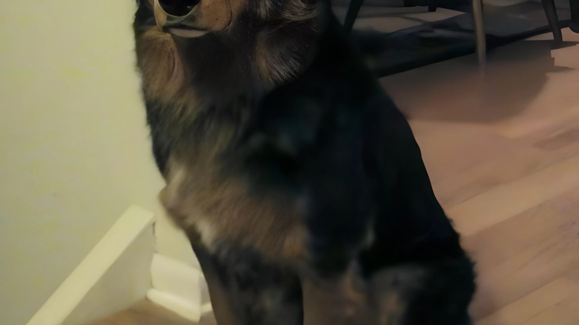 Die Geschichte, wie ein streunender Hund ein ausgestopftes Einhorn bekam