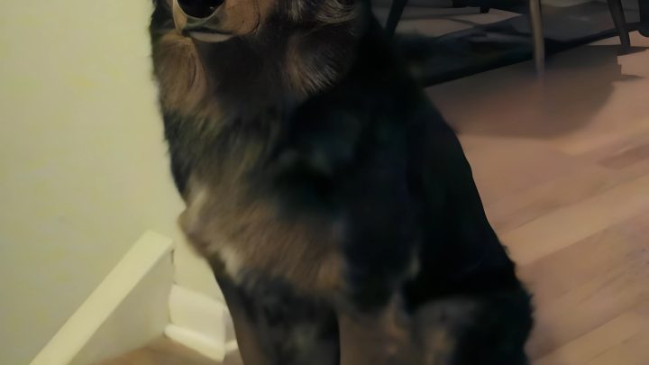 Die Geschichte, wie ein streunender Hund ein ausgestopftes Einhorn bekam