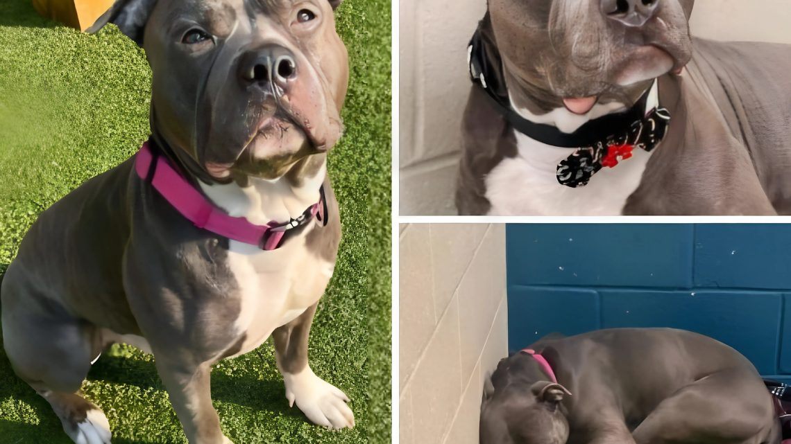 Nach 260 Tagen im Tierheim verliert der Hund die Hoffnung und „weint ohne Ende“ in der Hoffnung, das perfekte neue Zuhause zu finden. Nach 260 Tagen im Tierheim verliert der Hund die Hoffnung und „weint ohne Ende“ in der Hoffnung, das perfekte neue Zuhause zu finden.