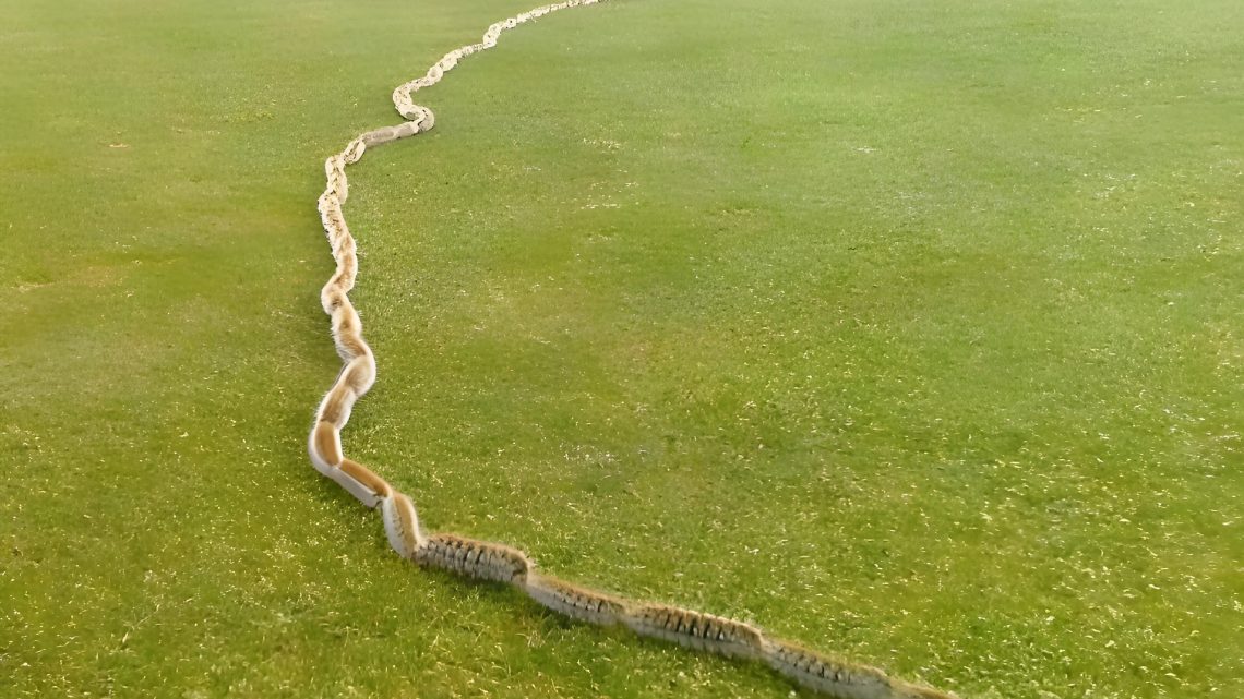 Es kam ihr seltsam vor, denn sie hatte noch nie solche Gegenstände im Gras gefunden. Wenn man genau hinsah, konnte man das Entsetzen in ihren Augen sehen Es kam ihr seltsam vor, denn sie hatte noch nie solche Gegenstände im Gras gefunden. Wenn man genau hinsah, konnte man das Entsetzen in ihren Augen sehen
