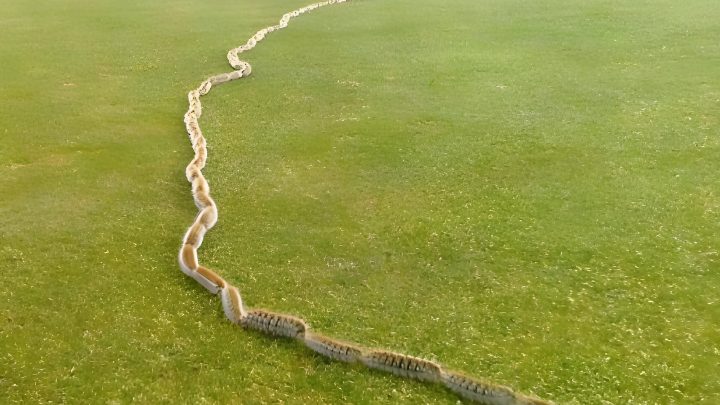 Es kam ihr seltsam vor, denn sie hatte noch nie solche Gegenstände im Gras gefunden. Wenn man genau hinsah, konnte man das Entsetzen in ihren Augen sehen