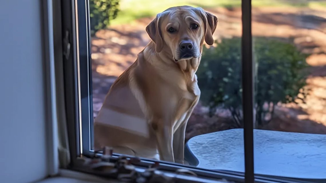 Wir zogen in das Haus einer verstorbenen Person und hatten einen Hund, der uns täglich besuchte. Eines Tages folgte ich ihr und war erstaunt über das, was ich fand. Wir zogen in das Haus einer verstorbenen Person und hatten einen Hund, der uns täglich besuchte. Eines Tages folgte ich ihr und war erstaunt über das, was ich fand.