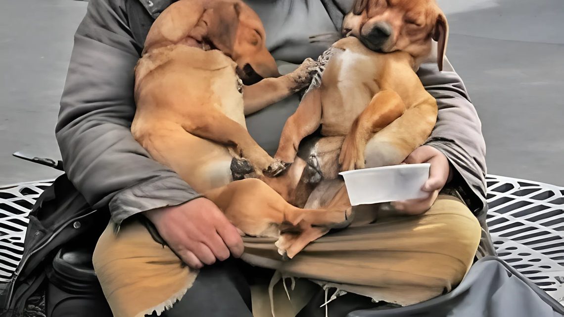Er fütterte seine Hunde vor sich selbst, aber der Inhalt seiner Tasche sagte etwas anderes. Er fütterte seine Hunde vor sich selbst, aber der Inhalt seiner Tasche sagte etwas anderes.