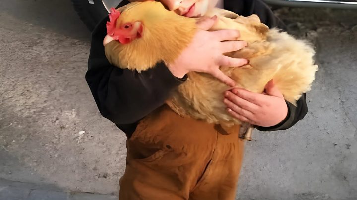 Er wollte das Huhn nicht gehen lassen, und mir fehlte der Mut, ihm zu sagen, warum es gestern verschwunden war.