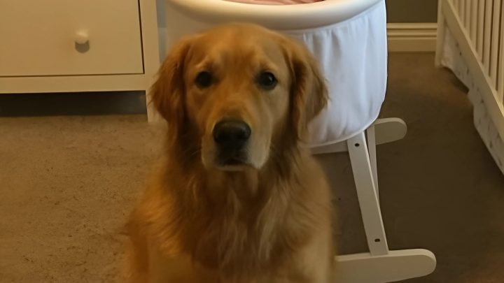 Wir hätten beinahe unseren goldenen Retriever weggegeben, weil er die Babysitterin angebellt hatte, aber dann habe ich mir die Aufzeichnung der Kamera angesehen und war schockiert.