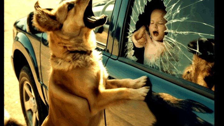 Streunender Hund zerschlug Autofenster, um Kind zu retten