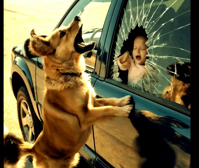 Streunender Hund zerschlug Autofenster, um Kind zu retten Streunender Hund zerschlug Autofenster, um Kind zu retten