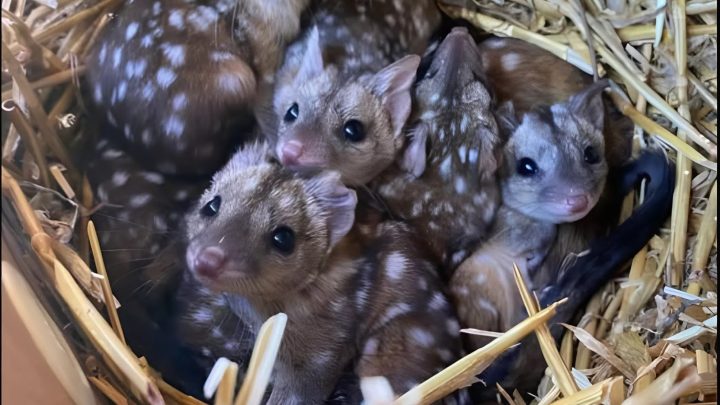 Bande findet ungewöhnlich stachelige Kreaturen in Nest