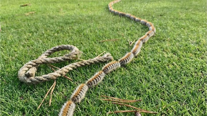 Was ich für eine Schlange hielt, entpuppte sich als eine erschreckende Kolonne von 150 Raupen.