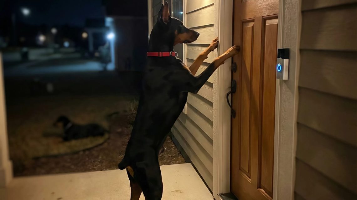 Ein furchterregendes Klopfen um 3 Uhr morgens: Die Wahrheit hinter dem Hund vor unserer Tür