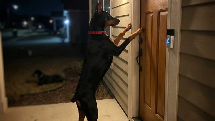 Ein furchterregendes Klopfen um 3 Uhr morgens: Die Wahrheit hinter dem Hund vor unserer Tür