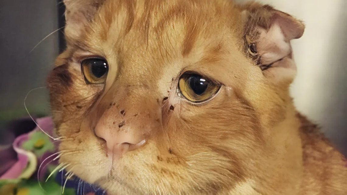 Das Paar nahm die traurigste Katze mit. Nach ein paar Stunden war sie nicht mehr wiederzuerkennen.