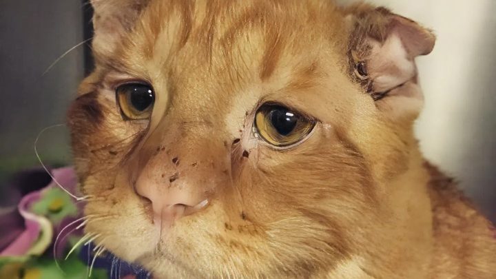 Das Paar nahm die traurigste Katze mit. Nach ein paar Stunden war sie nicht mehr wiederzuerkennen.