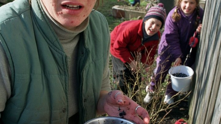 Wie Nachbarskinder meinen ganzen Blaubeergarten plünderten und meine Welt in Trauer tauchten: Eine dramatische Sommerschlacht um Beeren und Respekt