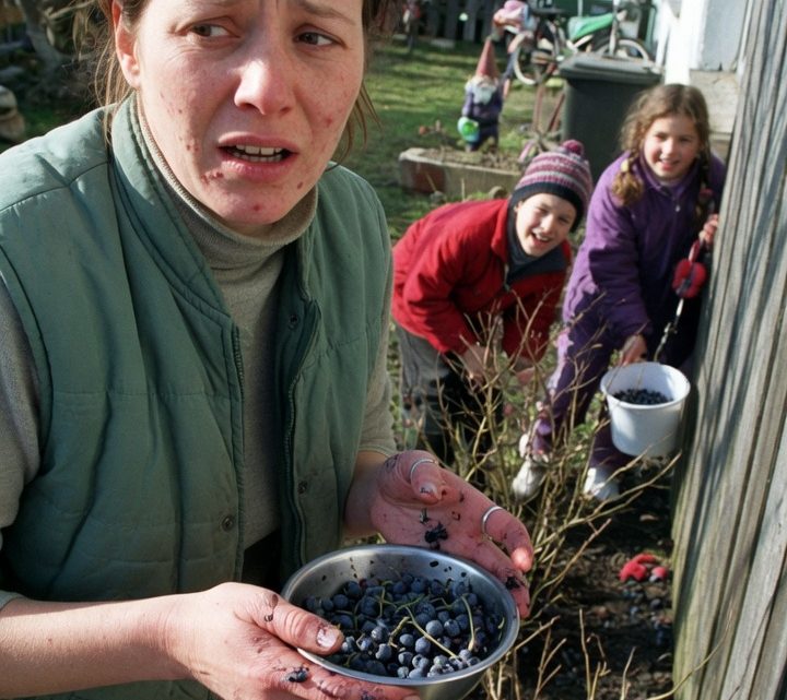Wie Nachbarskinder meinen ganzen Blaubeergarten plünderten und meine Welt in Trauer tauchten: Eine dramatische Sommerschlacht um Beeren und Respekt