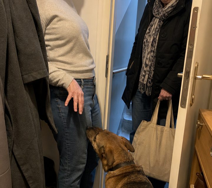Warum Hunde an der Intimzone eines Menschen schnuppern können: die überraschende Wahrheit