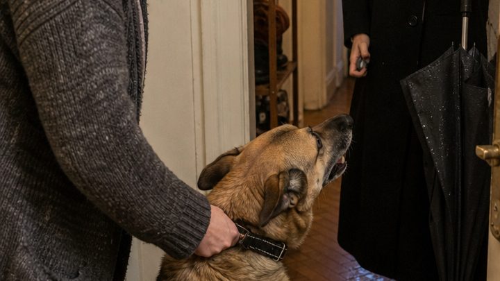 Warum Hunde plötzlich am Intimbereich eines Menschen schnüffeln: die überraschende Wahrheit, die vielen Haltern erst peinlich ist und dann alles erklärt